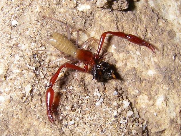 Great Basin Cave Pseudoscorpion (Microcreagris grandis