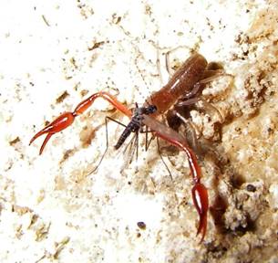 Great Basin Cave Pseudoscorpion (Microcreagris grandis)